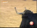 En dårlig dag på rodeoen